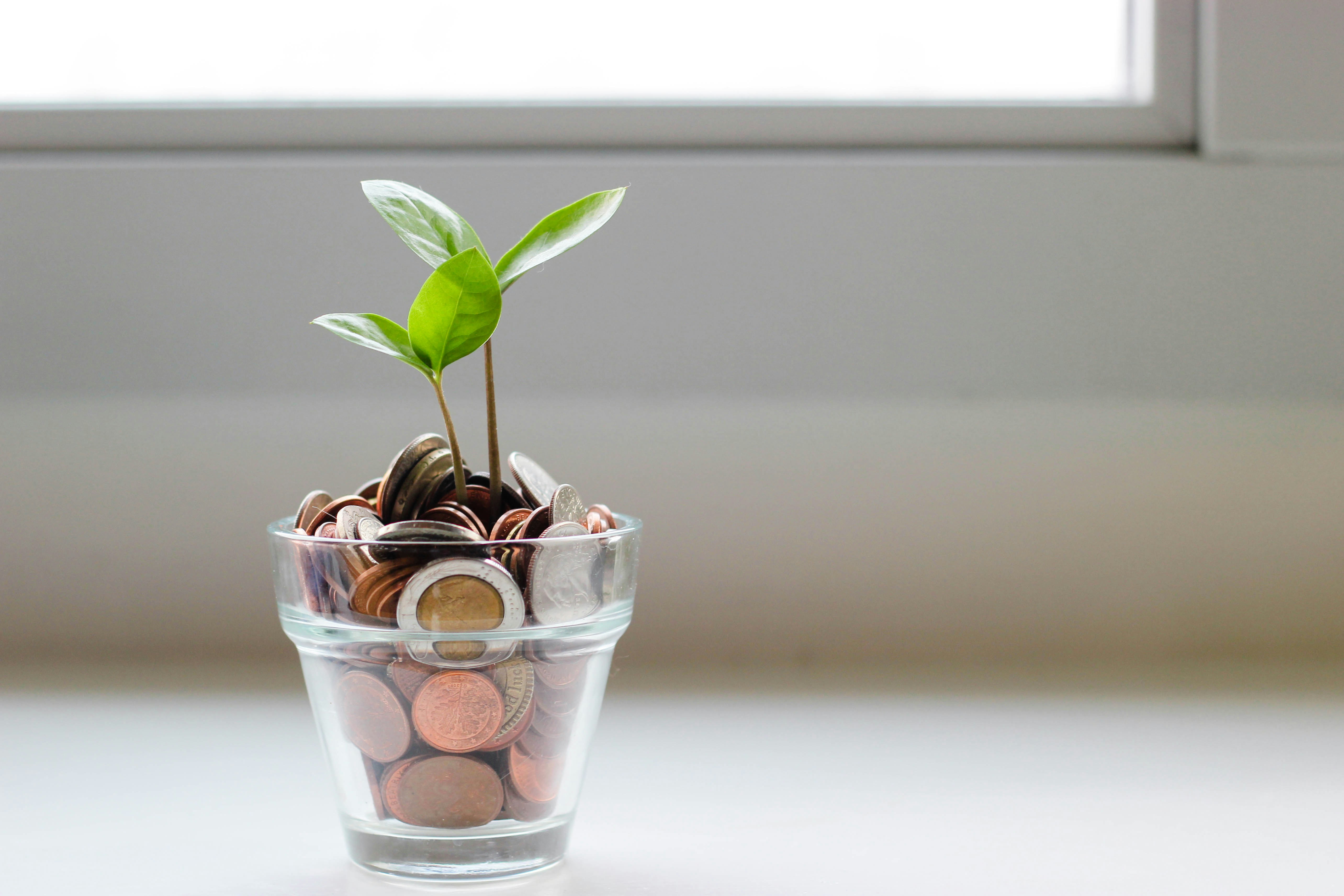 Plante qui pousse dans des pièces de monnaie, représentant les REER et CELI